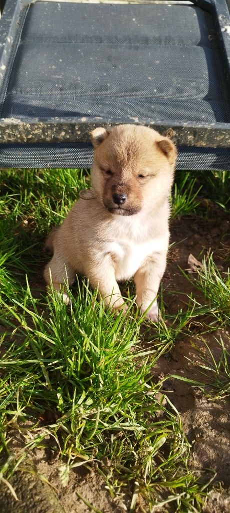 Du Domaine Menez Niji - Chiot disponible  - Shiba