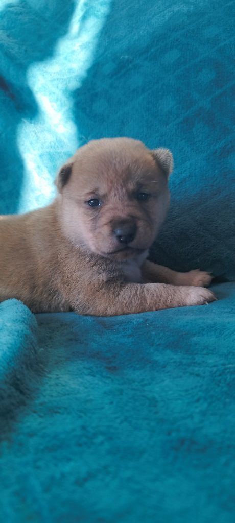 Du Domaine Menez Niji - Chiot disponible  - Shiba