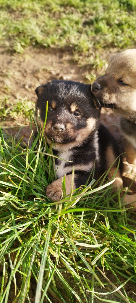 Du Domaine Menez Niji - Chiot disponible  - Shiba