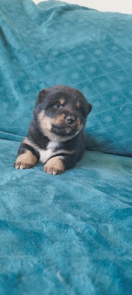 Du Domaine Menez Niji - Chiot disponible  - Shiba