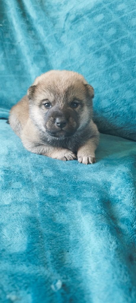 Du Domaine Menez Niji - Chiot disponible  - Shiba