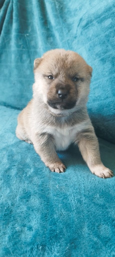 Du Domaine Menez Niji - Chiot disponible  - Shiba