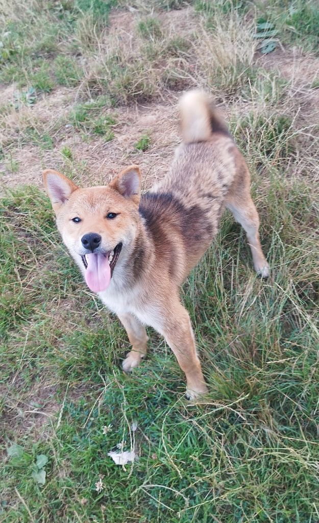 Du Domaine Menez Niji - Chiots disponibles - Shiba