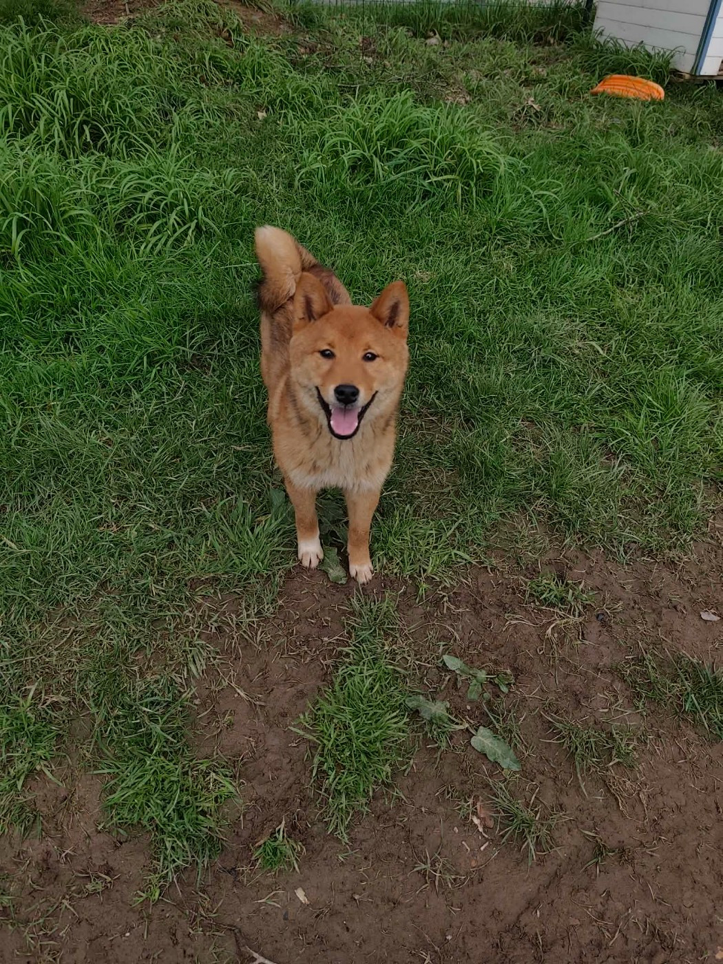 Du Domaine Menez Niji - Chiots disponibles - Shiba