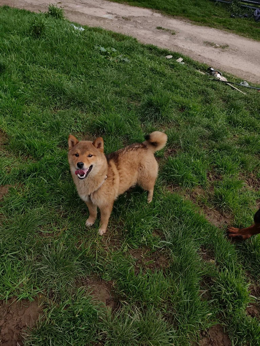 Du Domaine Menez Niji - Chiots disponibles - Shiba
