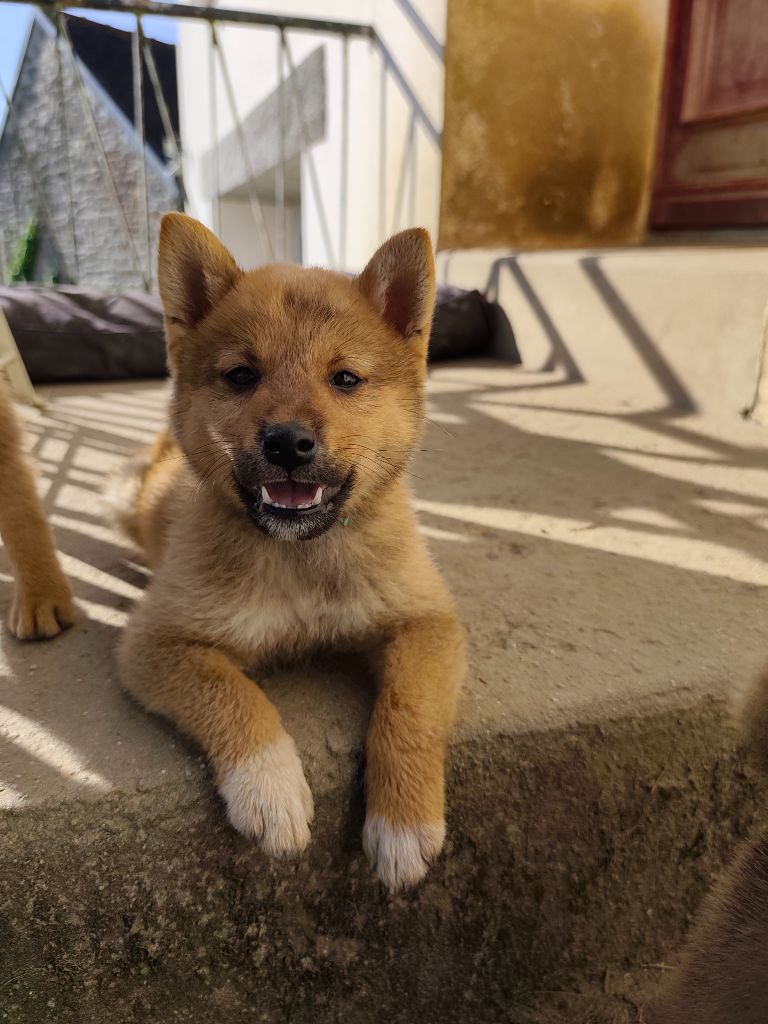 Du Domaine Menez Niji - Chiots disponibles - Shiba