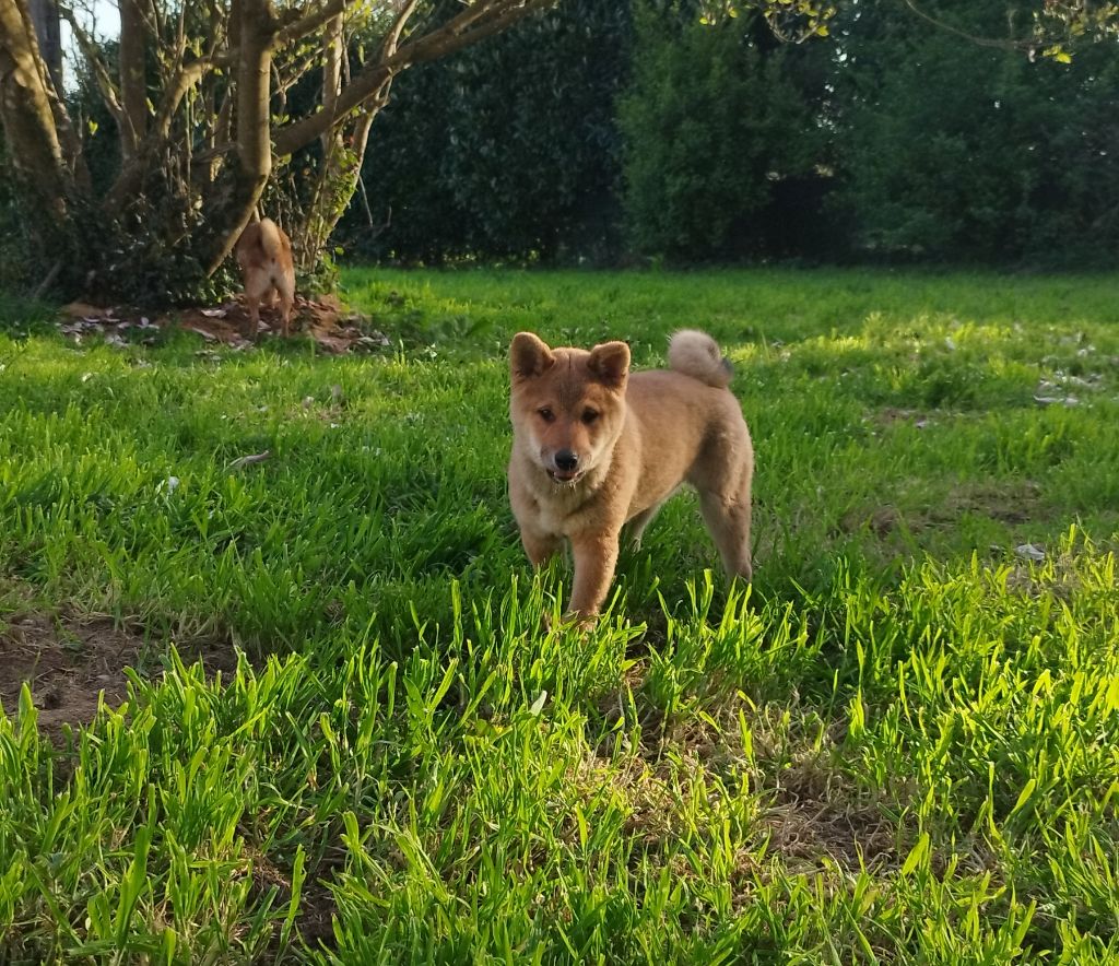 Du Domaine Menez Niji - Chiots disponibles - Shiba