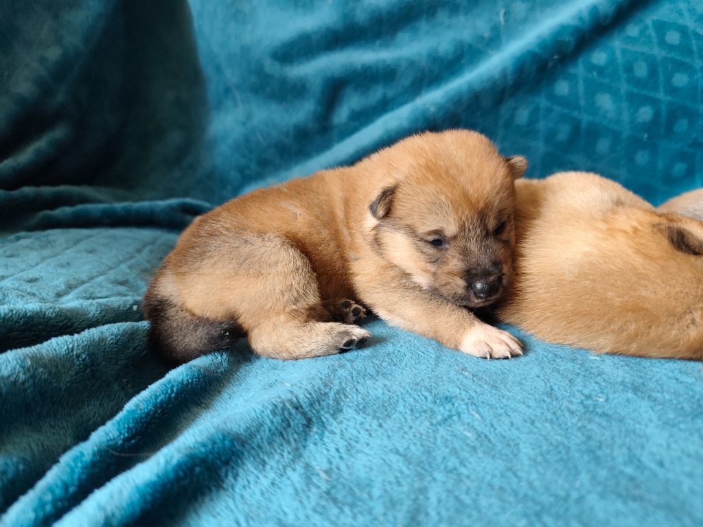 Du Domaine Menez Niji - Chiots disponibles - Shiba