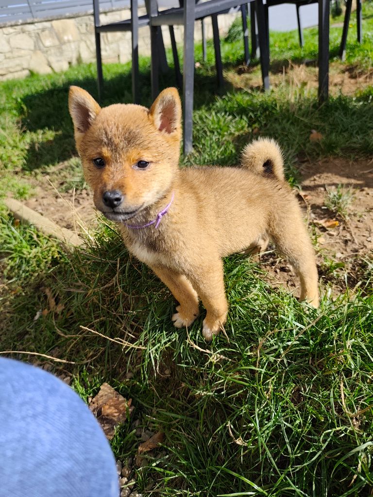 Du Domaine Menez Niji - Chiots disponibles - Shiba