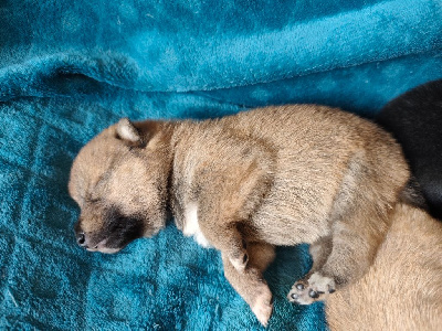 CHIOT