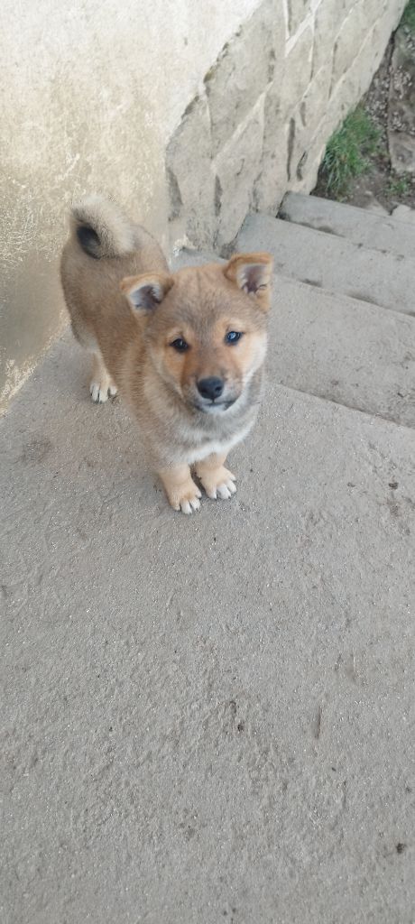 Du Domaine Menez Niji - Chiots disponibles - Shiba