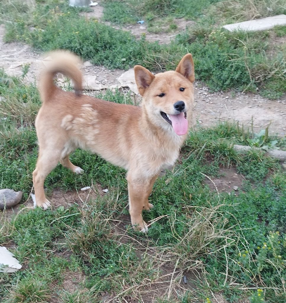Du Domaine Menez Niji - Chiots disponibles - Shiba