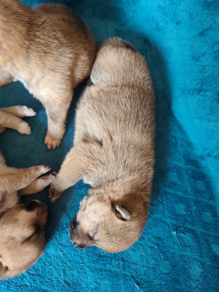 Du Domaine Menez Niji - Chiots disponibles - Shiba