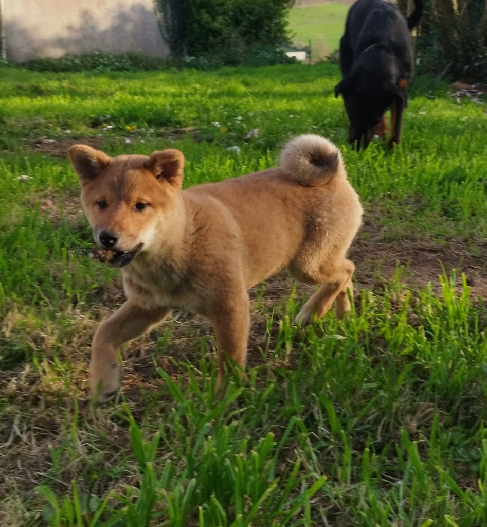 Du Domaine Menez Niji - Chiots disponibles - Shiba